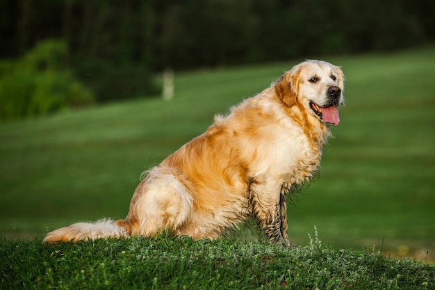 Chien Golden Retriever sur l'herbe verte