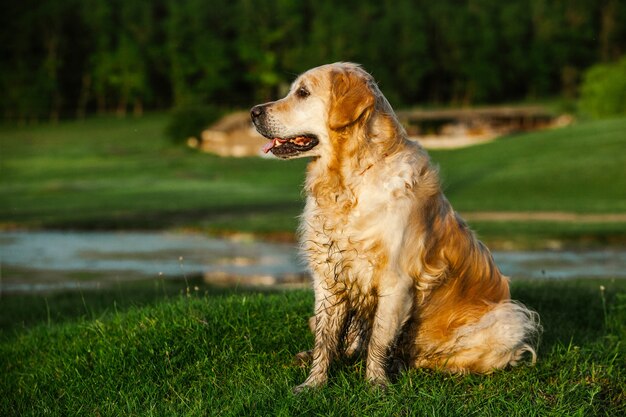 Chien Golden Retriever sur l'herbe verte