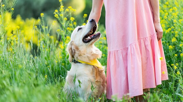 Chien golden retriever heureux avec fille sur la nature d'été