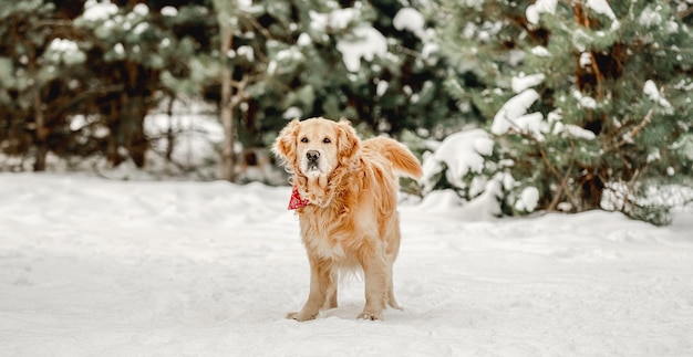 Chien golden retriever en hiver