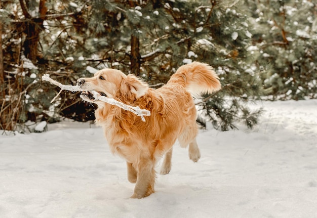 Chien golden retriever en hiver