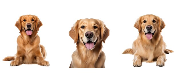 chien golden retriever illustration chiot mignon labrador domestique heureux beau chien golden retriever