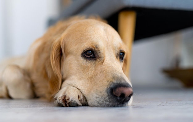 Chien golden retriever à l'intérieur