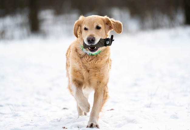 Chien Golden retriever jouant à l'extérieur