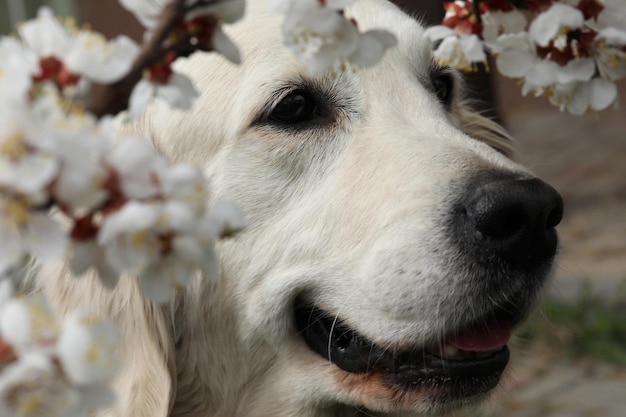 chien golden retriever jouant en plein air