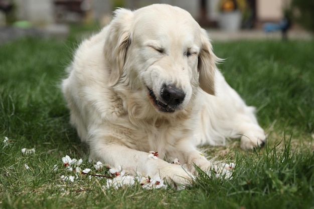 chien golden retriever jouant en plein air