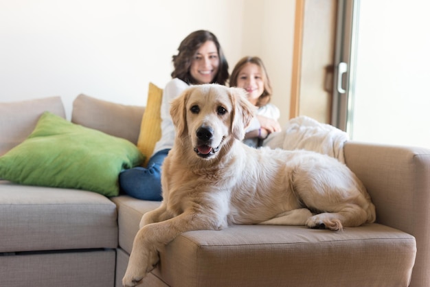 Chien Golden Retriever Junior avec sa famille humaine à la maison