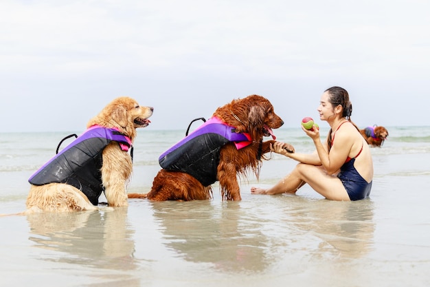 Chien Golden Retriever ludique jouer au ballon avec une fille sur la plage tropicale en vacances