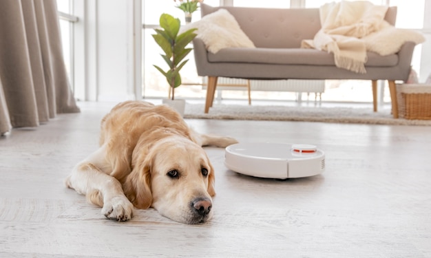 Chien golden retriever mignon allongé sur le sol à la maison pendant que l'aspirateur robot travaille près de lui