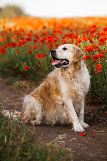 Chien Golden Retriever mignon dans le champ de pavot