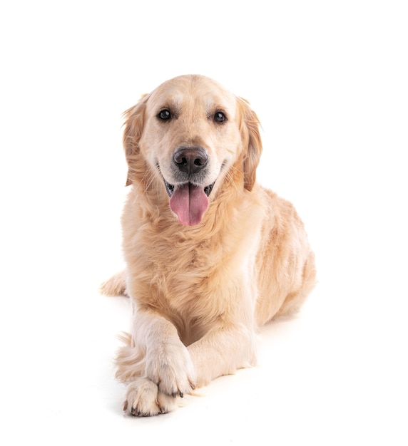 Chien golden retriever sur mur blanc