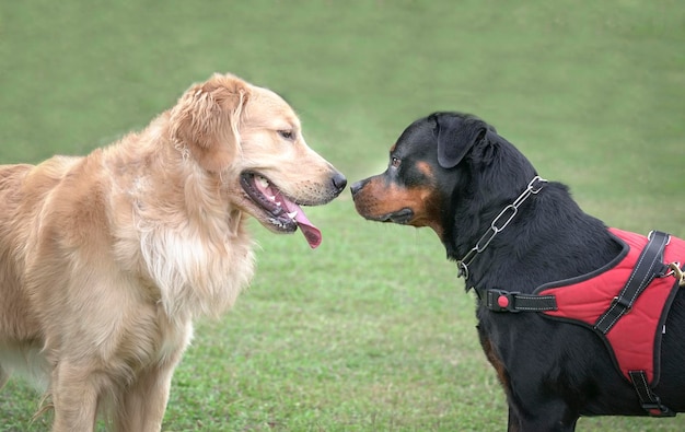 Chien Golden Retriever rencontre Rottweiler