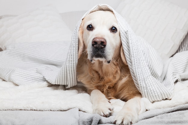 Chien Golden retriever s'ennuie sous un plaid rayé gris clair et blanc