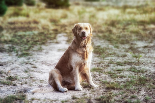 Chien Golden retriever se trouve sur l'herbe