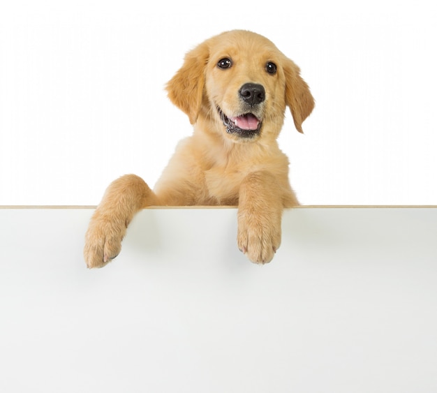 Chien Golden retriever tenant sur un tableau blanc blanc