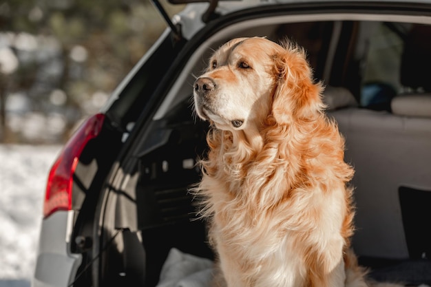 Chien golden retriever en voiture en hiver