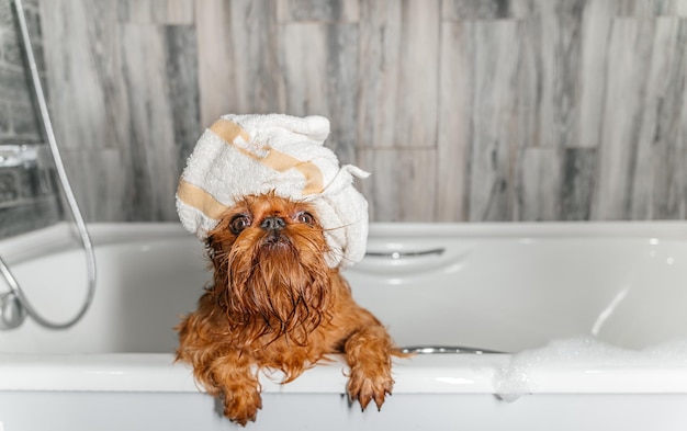 Chien griffon bruxellois après le bain avec une serviette enroulée autour de la tête