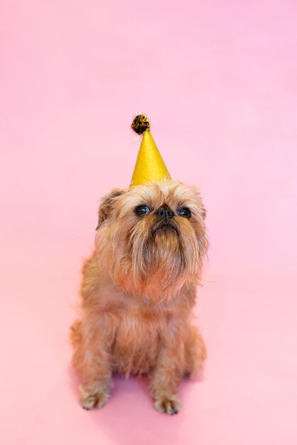 Chien Griffon bruxellois célébrant un anniversaire ou un carnaval portant un chapeau de fête isolé sur fond rose