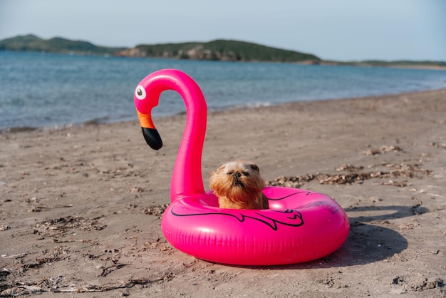 Photo un chien griffon bruxellois dans un anneau flottant est assis sur une plage de sable vacances d'été en mer photo de haute qualité