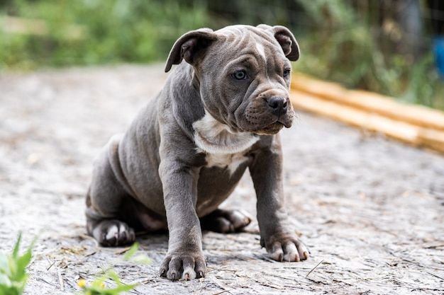 Chien gris American Pit Bull Terrier, portrait sur la nature.