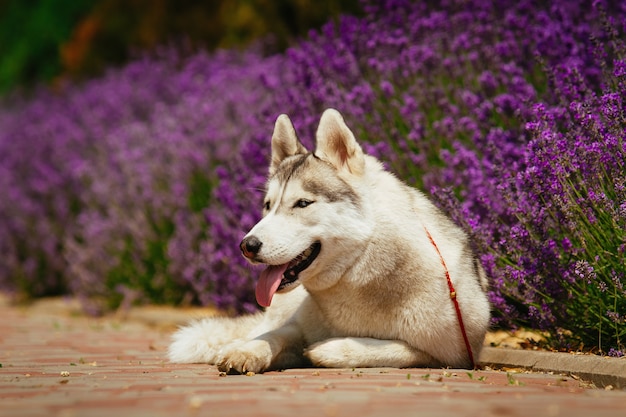 Chien gris couché sur le sentier. Lavande fleurie en arrière-plan. Portrait d'un Husky Sibérien.