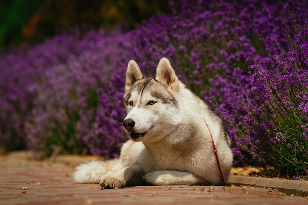 Chien gris couché sur le sentier. Lavande fleurie en arrière-plan. Portrait d'un Husky Sibérien.