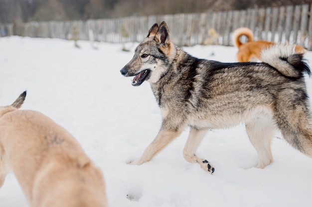 chien gris ludique husky sibérien courant dans la neige