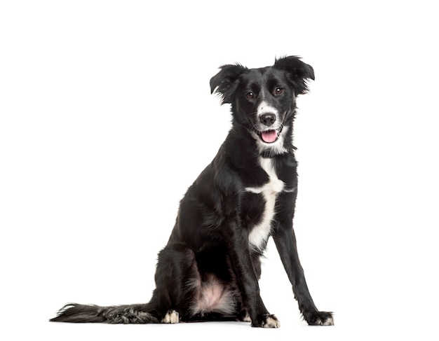 Chien haletant Border Collie assis