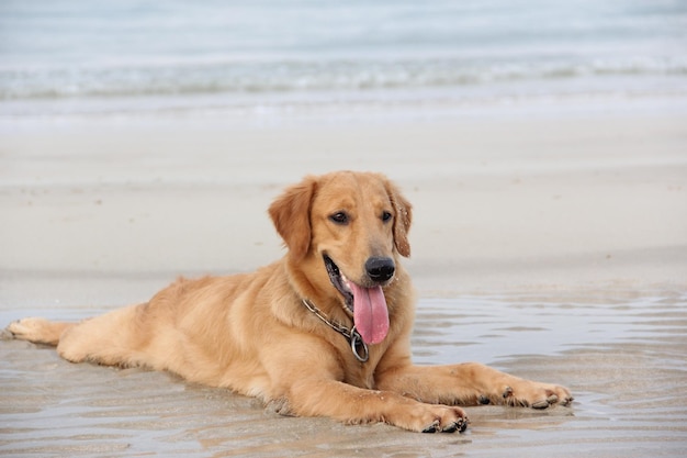 Photo un chien haletant sur le rivage à la plage