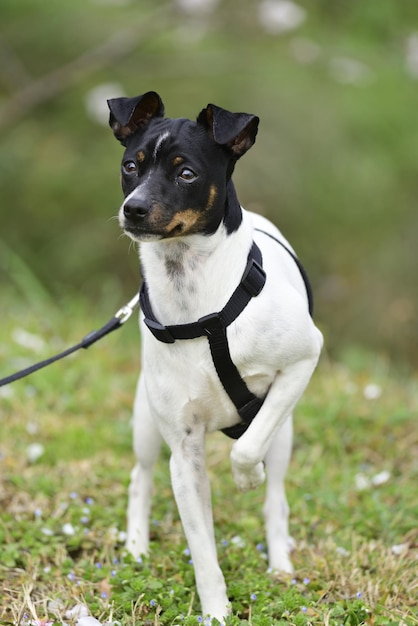 Un chien avec un harnais sur des promenades sur l'herbe