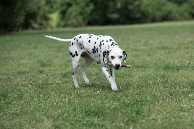 Photo un chien sur l'herbe