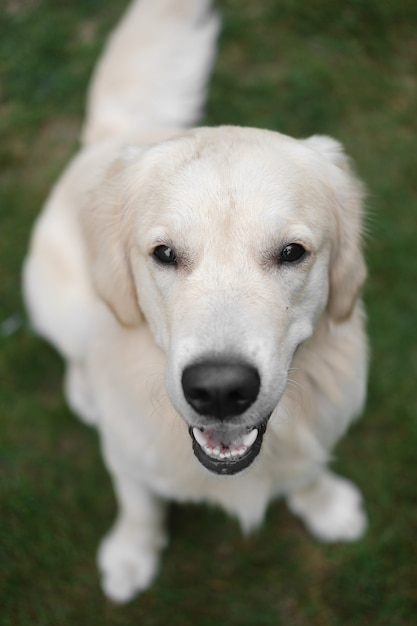 Chien sur l'herbe