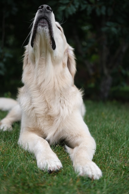 Chien sur l'herbe