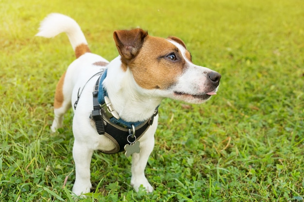 Chien sur l&#39;herbe