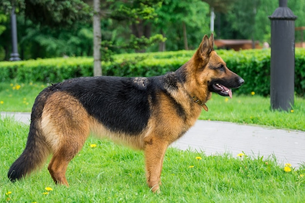 Chien sur l&#39;herbe