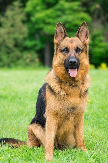 Chien sur l&#39;herbe