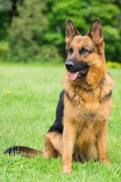 Chien sur l&#39;herbe