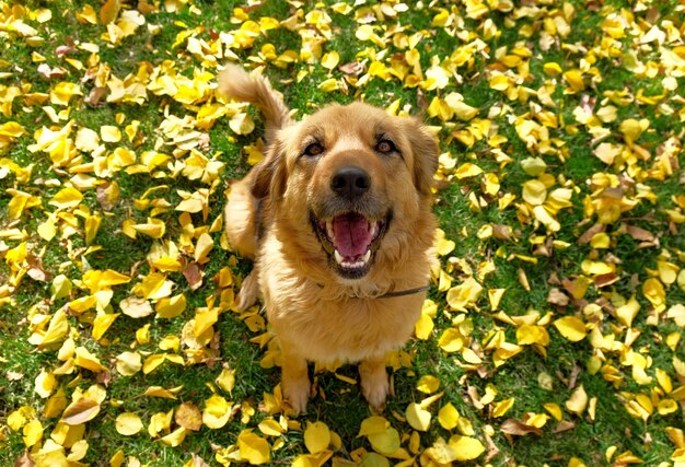 un chien heureux assis sur l'herbe avec des feuilles jaunes d'automne