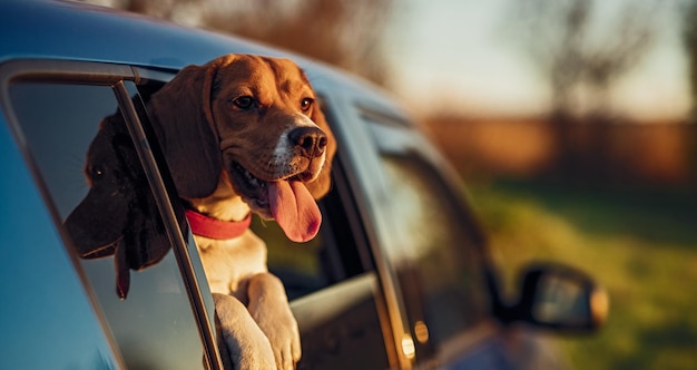 Chien Heureux Dans La Fenêtre De La Voiture Dans La Nature