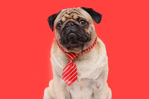 Chien heureux de l'employé de bureau de race carlin dans une cravate fond rouge