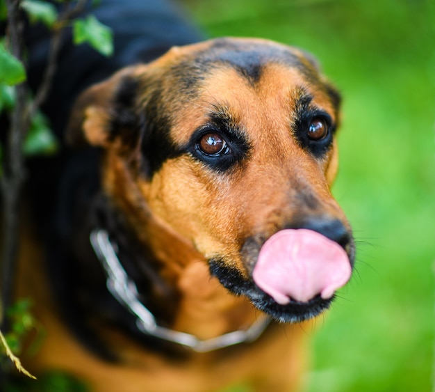 Chien heureux sur fond vert