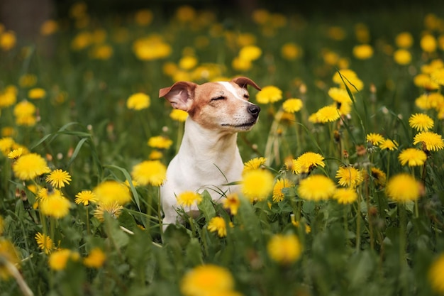 Chien heureux, jack russell relaxant dans les pissenlits