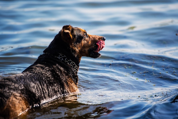 Un chien heureux en nage.