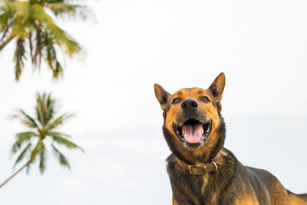 Un chien heureux sur la plage.