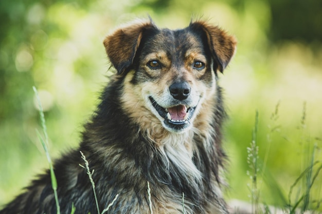 Un chien heureux pose dans l'herbe