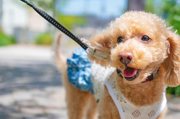 Chien heureux en promenade