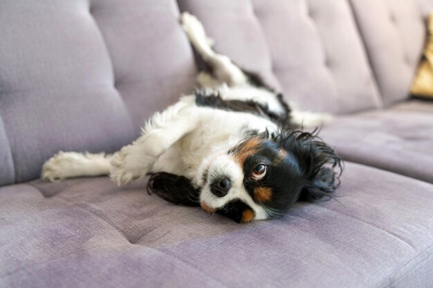 Chien heureux s'amusant sur le canapé