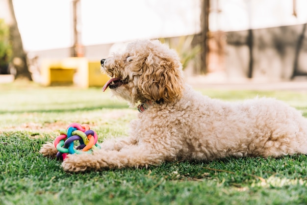 Photo chien heureux s'amuser dans le parc