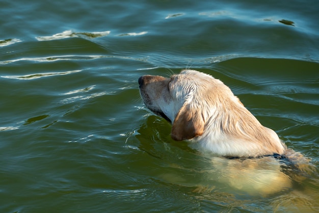 Un chien heureux et satisfait nage dans l'eau en été pendant la chaleur intense Se détendre sur la plage avec votre animal de compagnie préféré Un chien avec un sourire sur son visage dans la mer Danger de noyade de chien