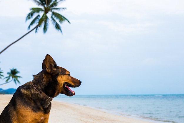 Un chien heureux se détendre sur la plage.